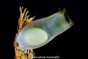 shark egg by Salvatore Ianniello 